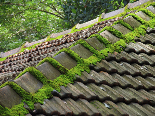 Démoussage de toiture dans la Corrèze